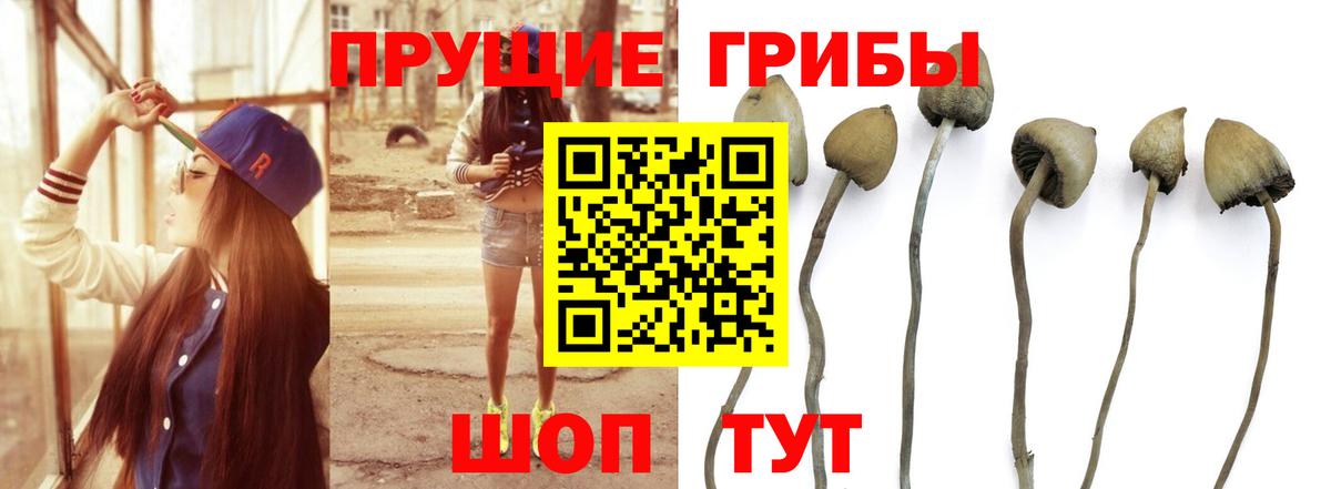 Боровичи  Псилоцибиновые грибы Psilocybe  Вход с VPN  Псилоцибиновые грибы ЛСД 